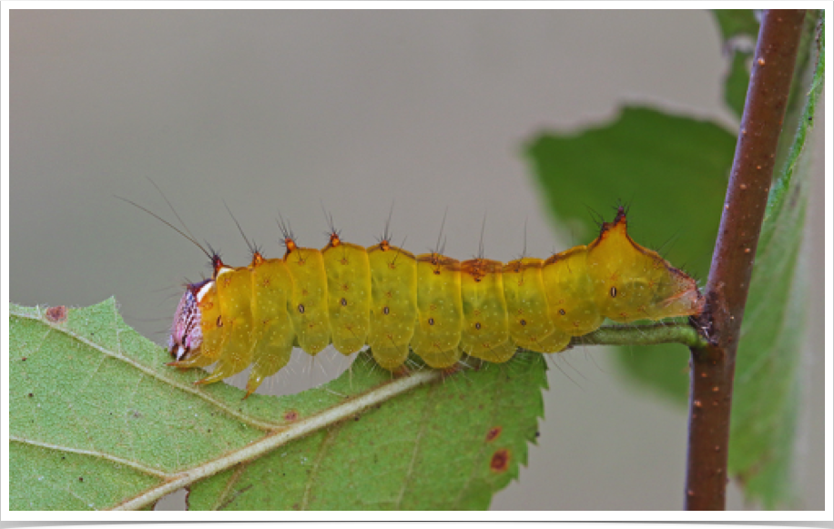 Acronicta clarescens
Clear Dagger
Lowndes County, Alabama